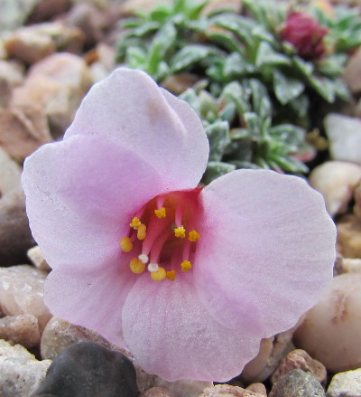 Saxifraga 'Thor Heyerdahl' 